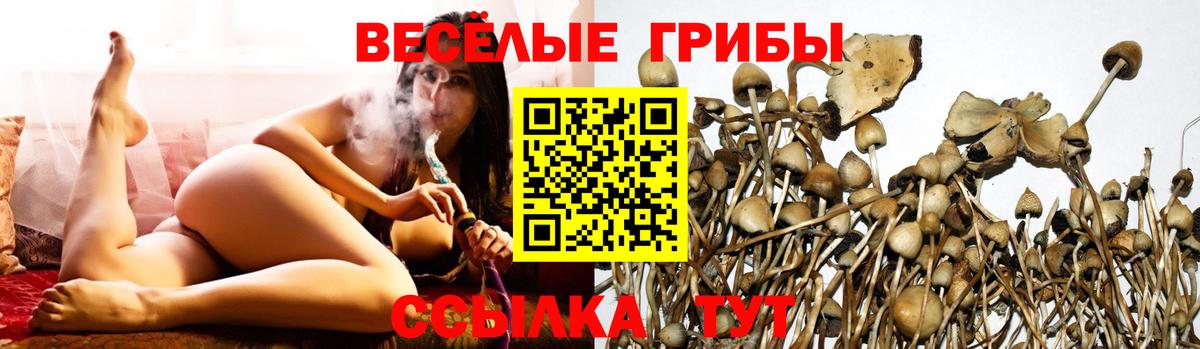 Псилоцибиновые грибы Psilocybe Россошь